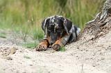 BEAUCERON - PUPPIES 089